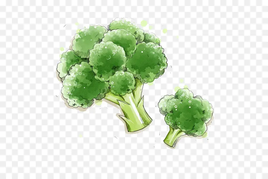 Brócolis，Vegetal PNG