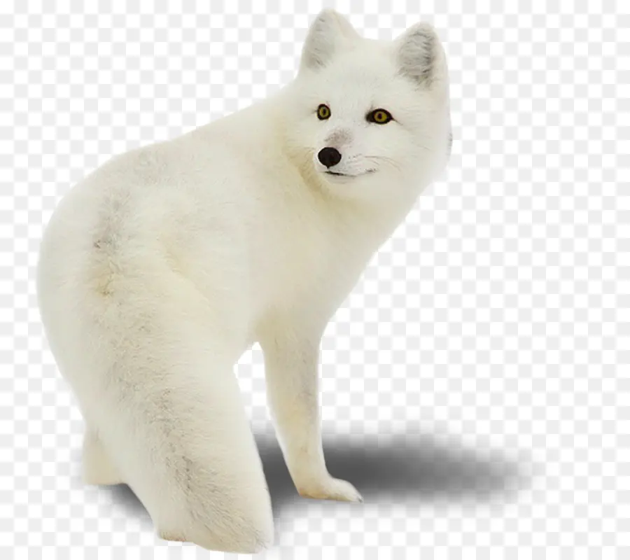 Arctic Wolf，Fox PNG