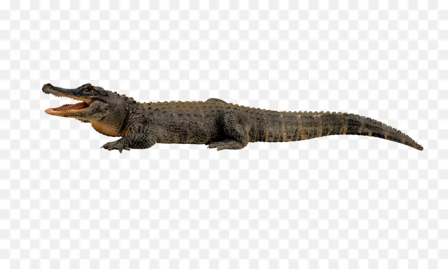 Crocodilo，Jacaré PNG