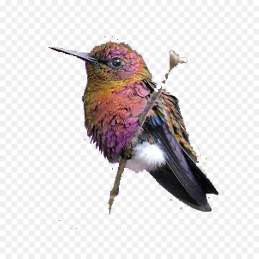 Colibri，Colorido PNG