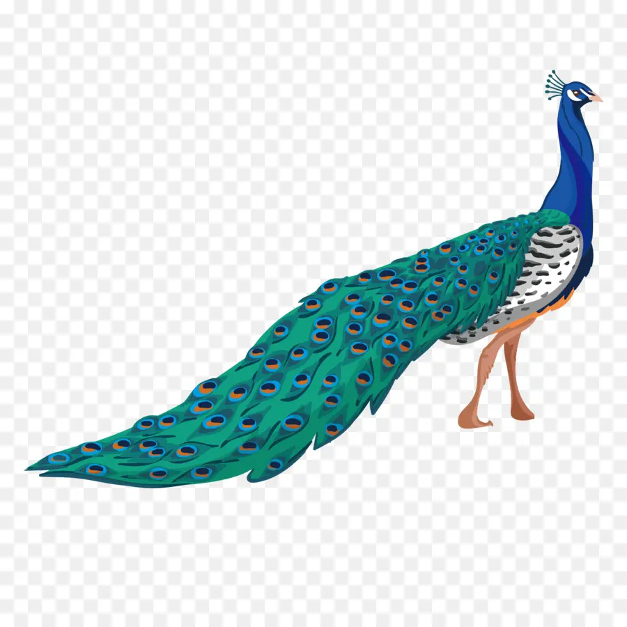 Peafowl，O Adobe Illustrator PNG