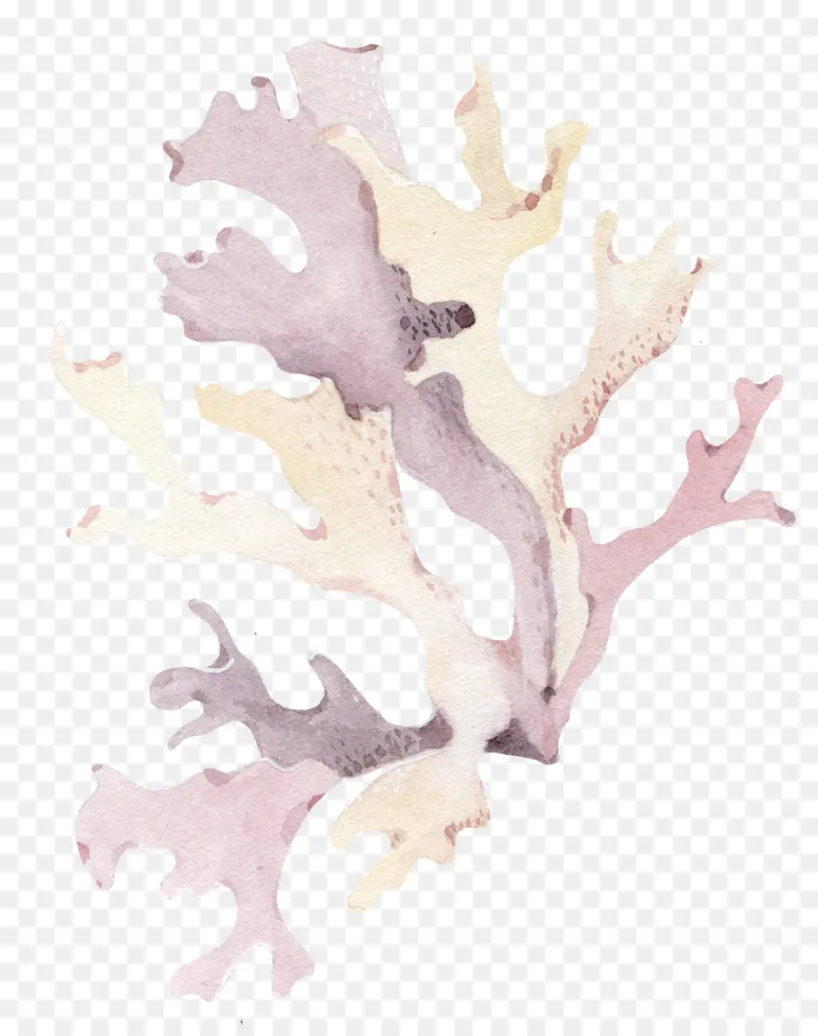 Coral，Seashell PNG