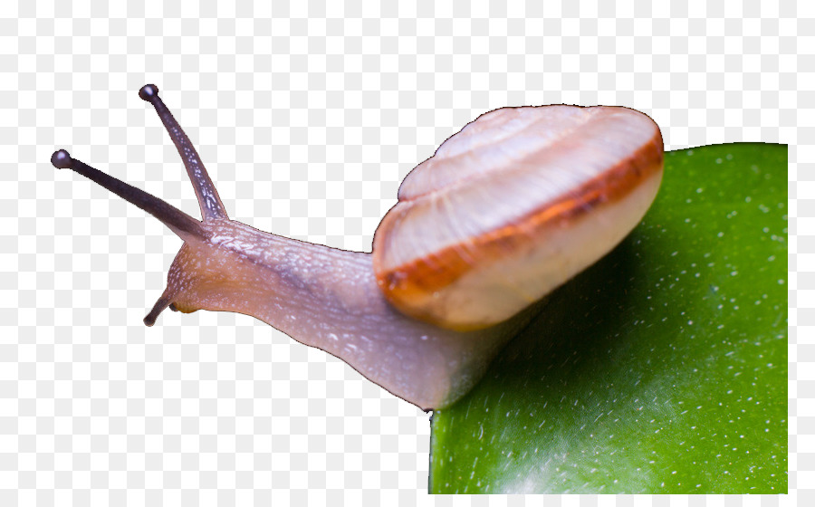 Caracol Marrom，Concha PNG