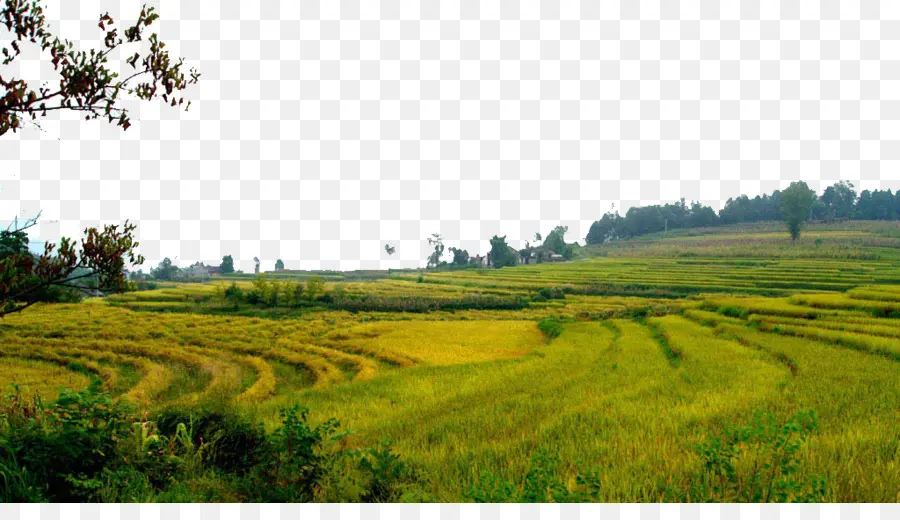 Campo De Arroz，Campo PNG