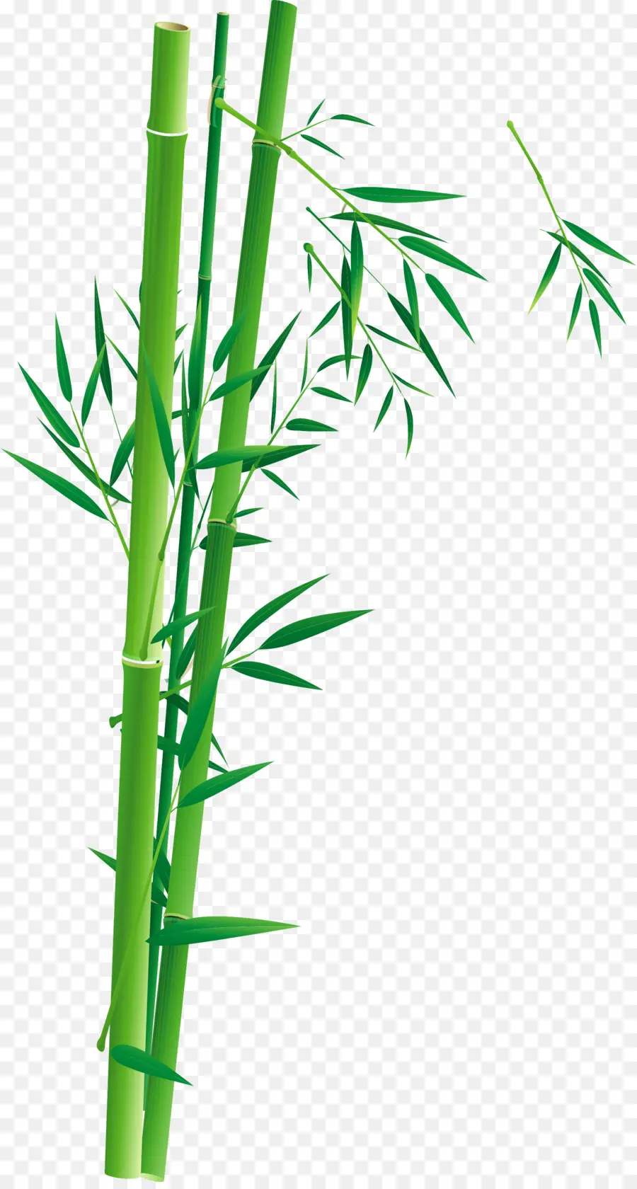 Bambu，Cartaz PNG