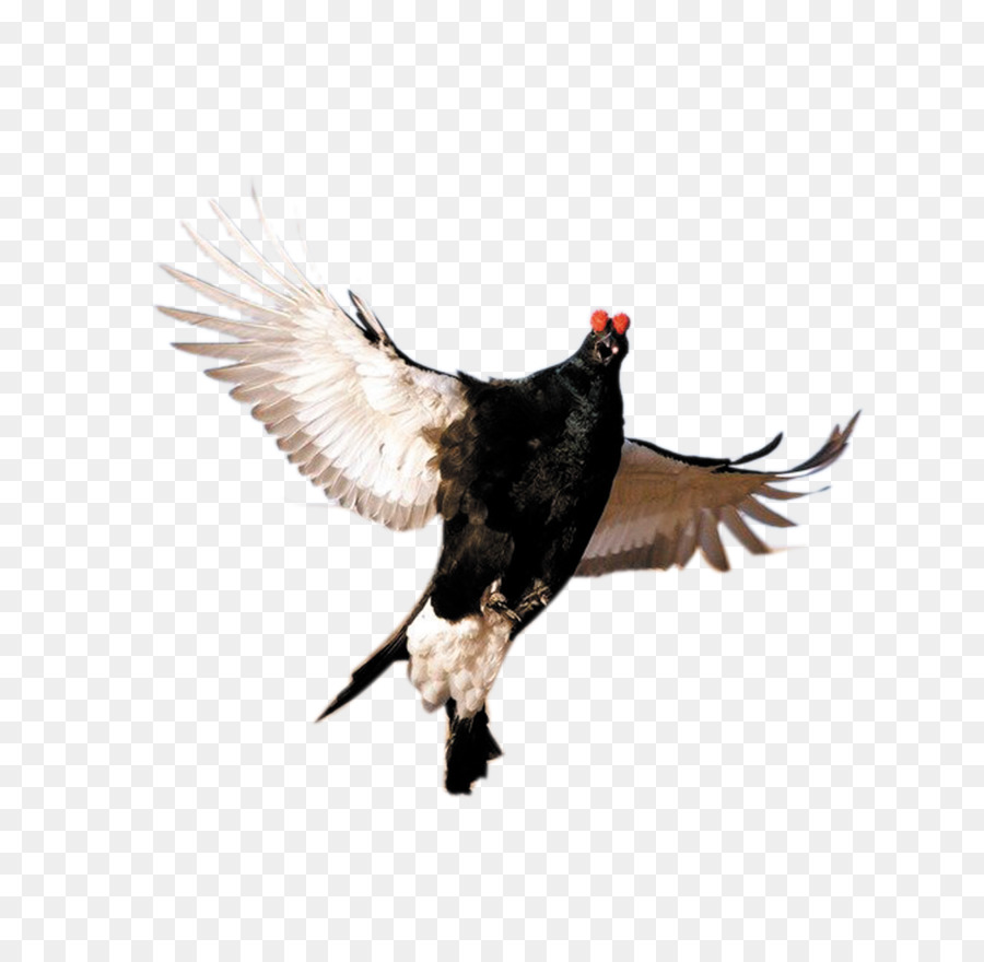 Pato，Black Duck Software PNG