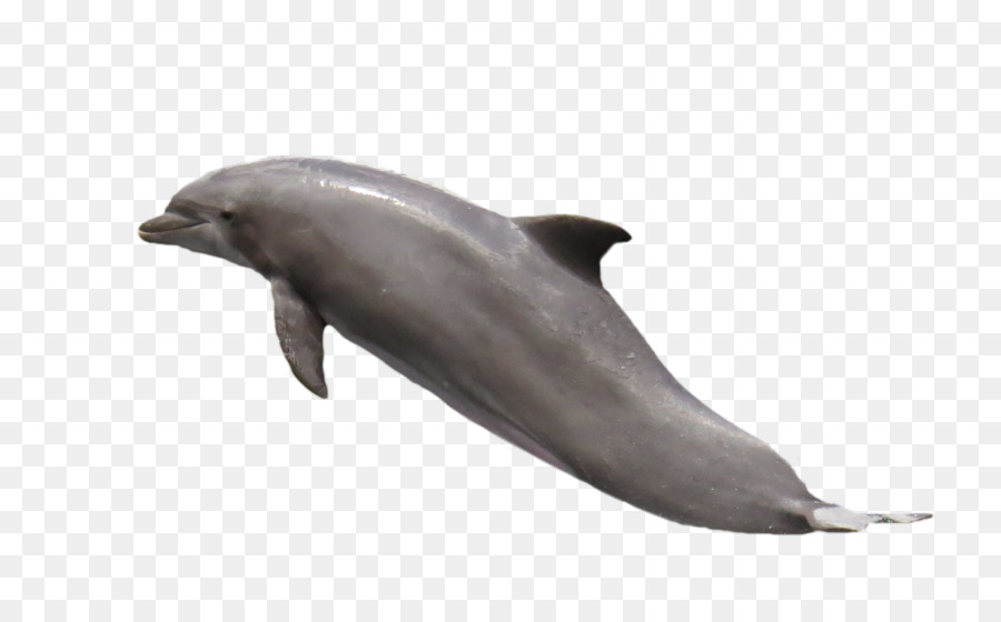 Golfinho Comum，Tucuxi PNG