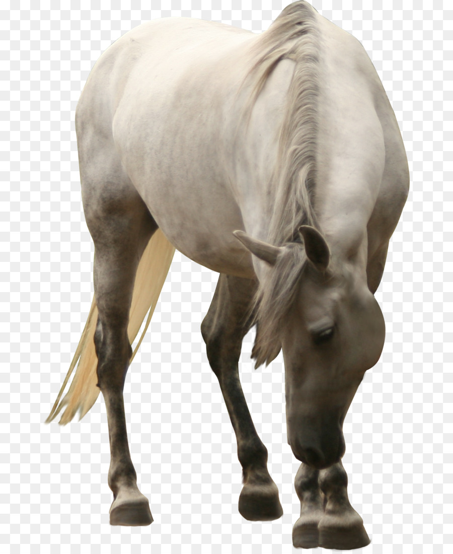 Cavalo Branco Em Png - Horse, Transparent Png - kindpng