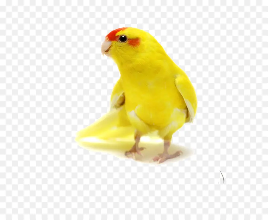 Pássaro，Amarelo PNG