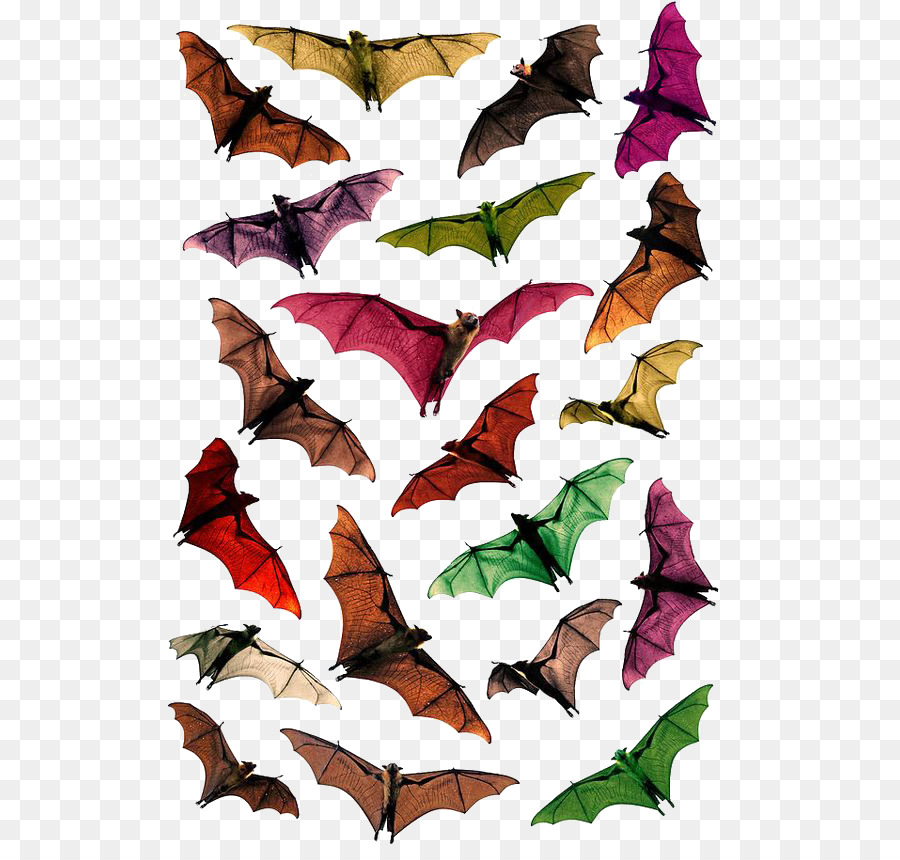 Bat，Megabat PNG