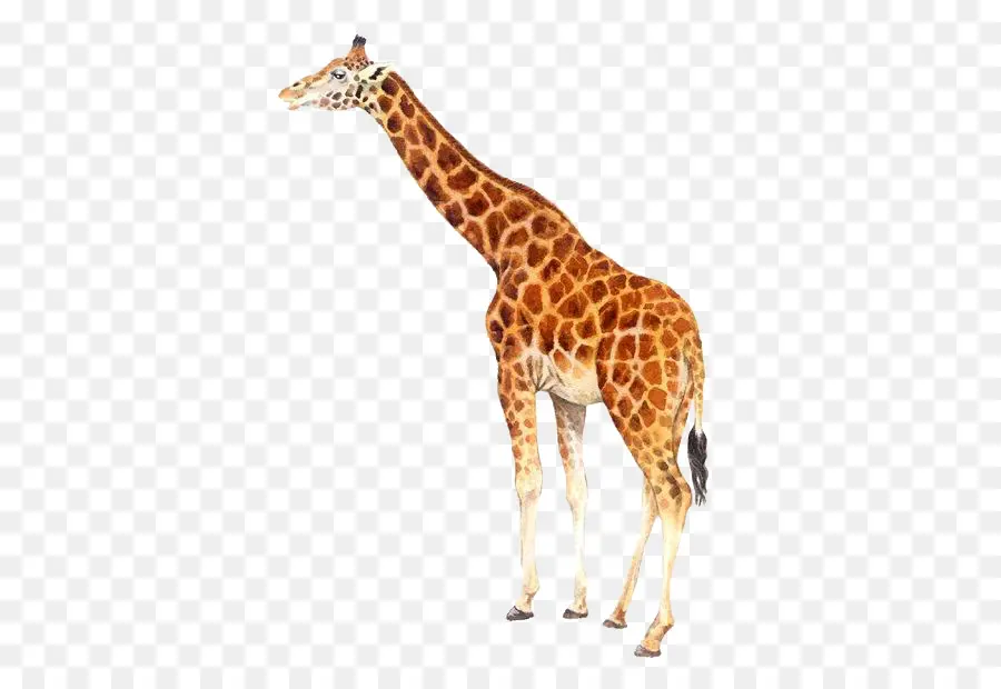 Girafa，Alto PNG