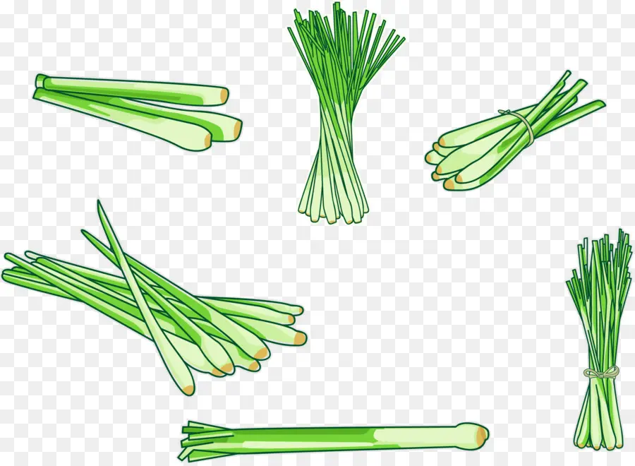 Cymbopogon Citratus，Allium Fistulosum PNG