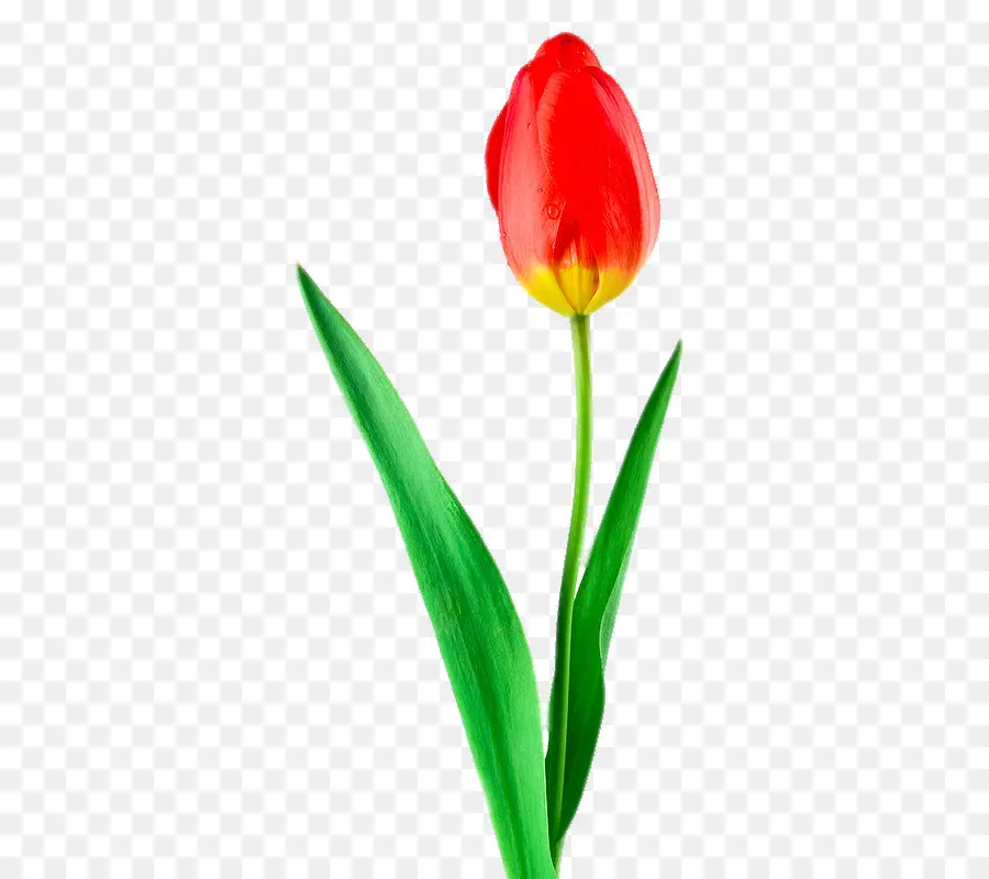 Tulip，Gratis PNG