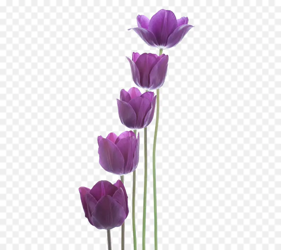 Tulip，Roxo PNG