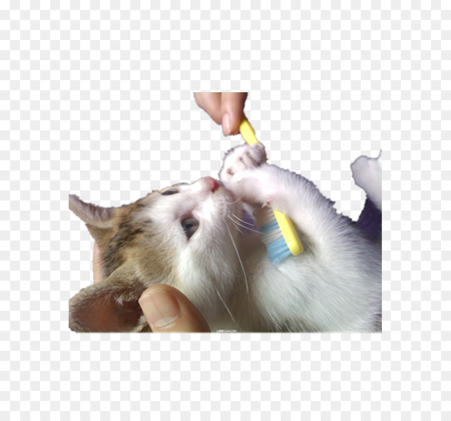 Gato，Gatinho PNG