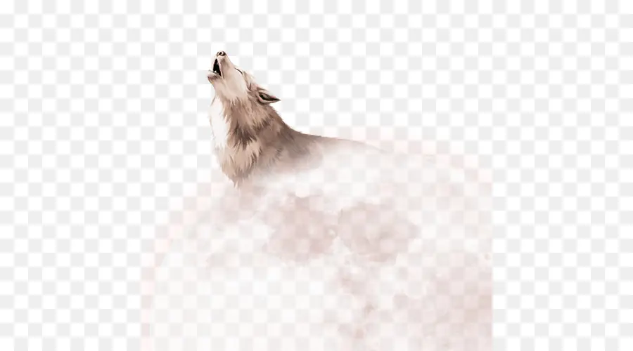 Pomeranian，Download PNG