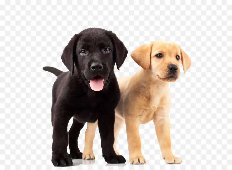 Labrador Retriever，Golden Retriever PNG