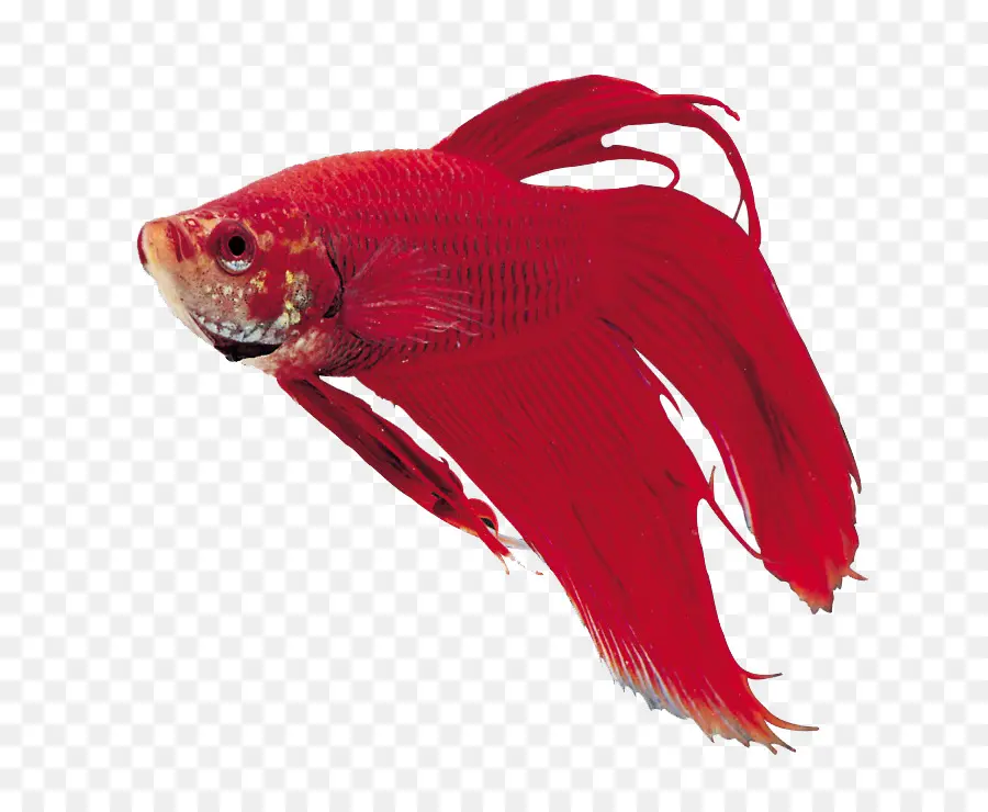 Peixe，Vermelho PNG