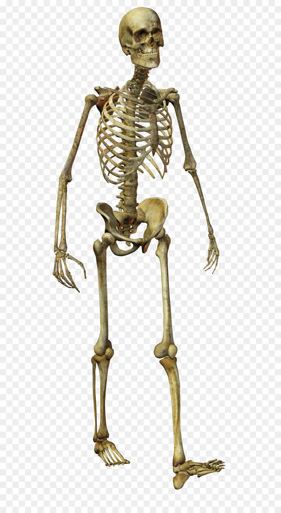 Homo sapiens - ossos da cintura pélvica - Banco de Imagens da Casa das  Ciências