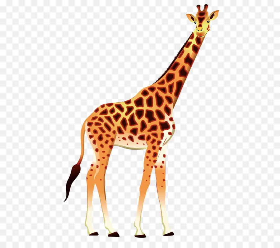 Girafa，Alto PNG