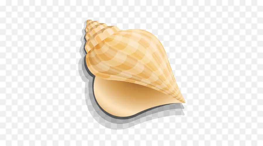 Seashell，Gráficos De Computador PNG