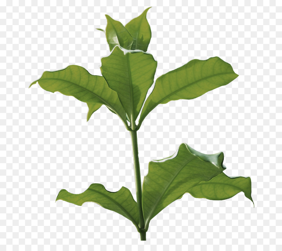Planta Herbácea，Albom PNG