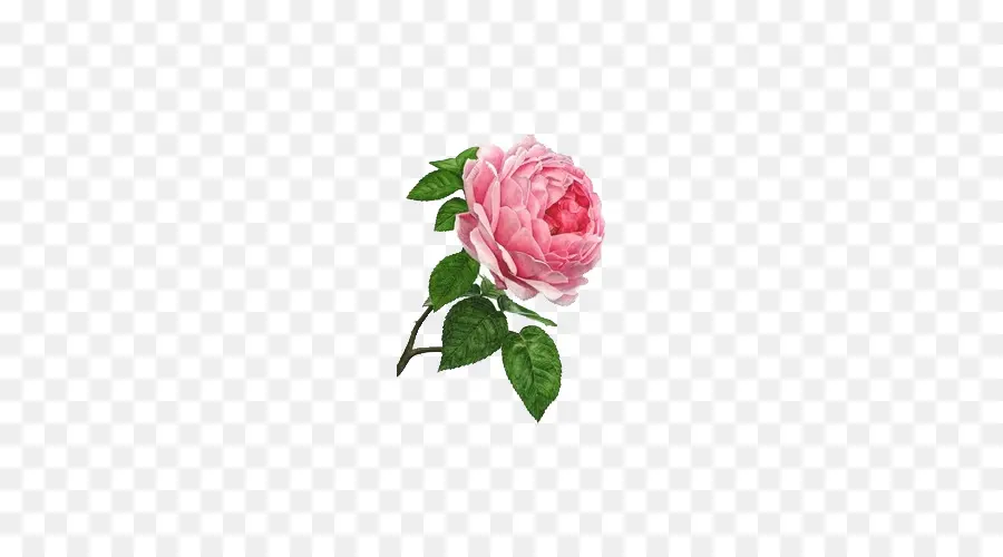 Rosa Chinensis，Rosa Multiflora PNG