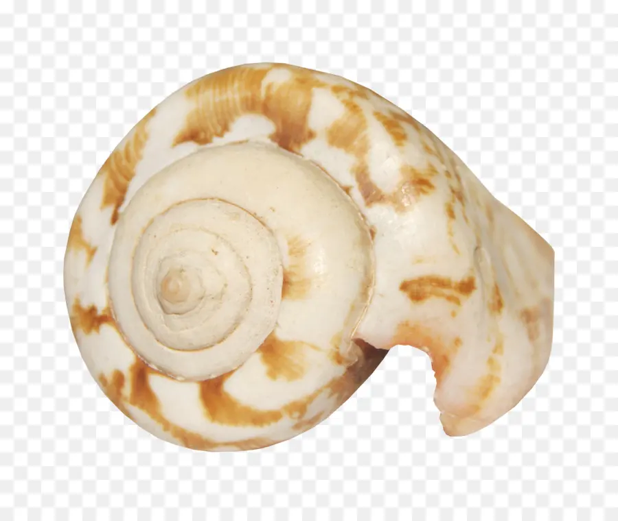 Seashell，Animação PNG