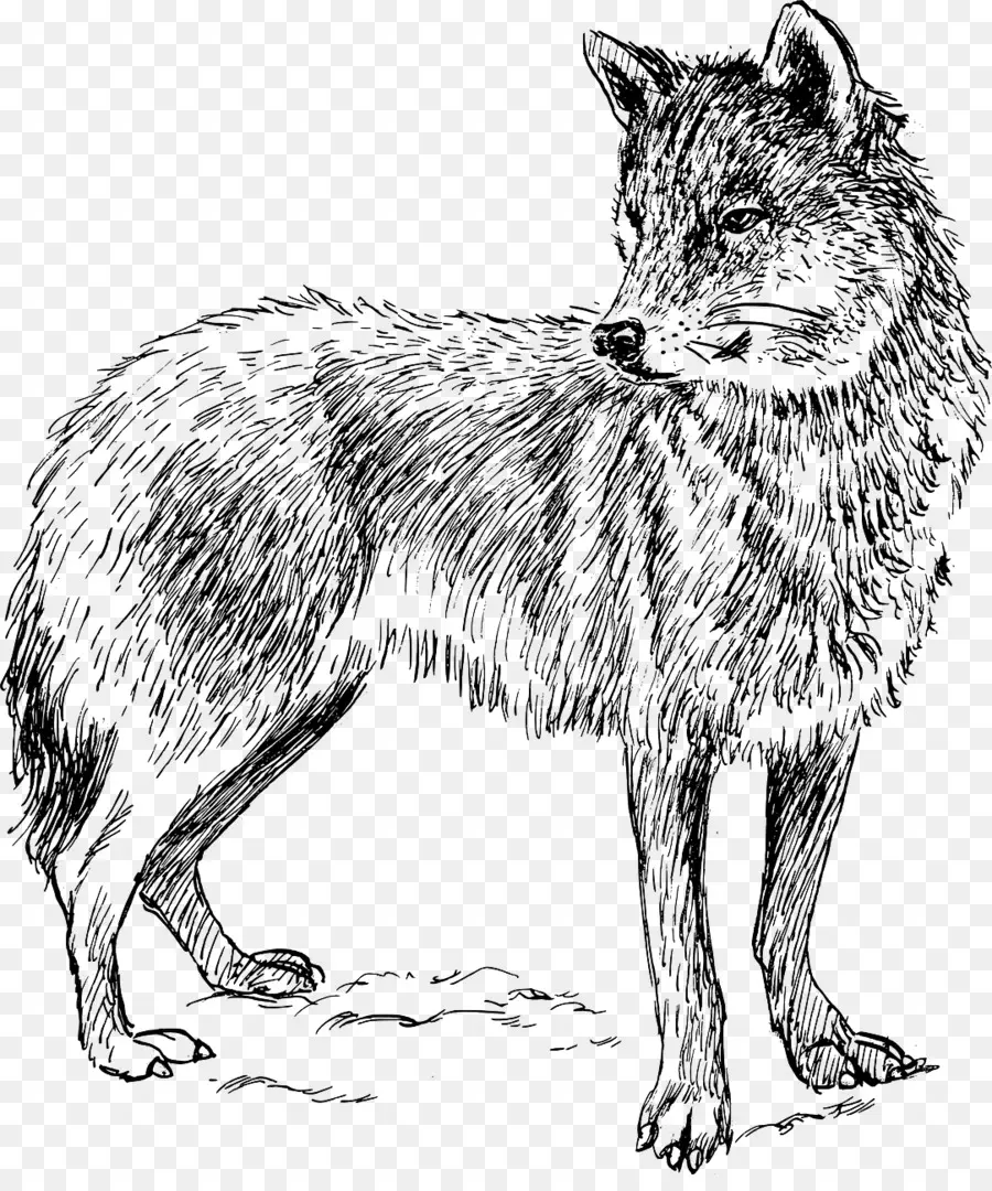 Arctic Wolf，Coyote PNG