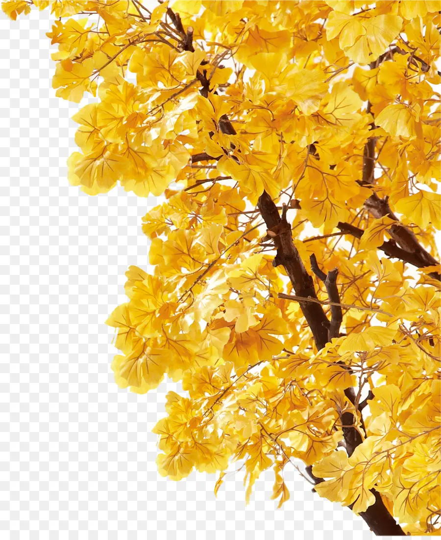 Outono，Amarelo PNG