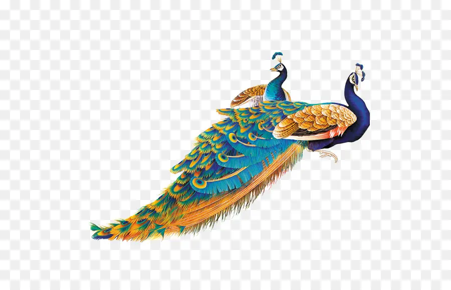 Aves，Peafowl PNG