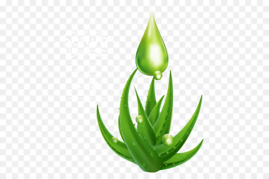 Aloe Vera，Derrubar PNG