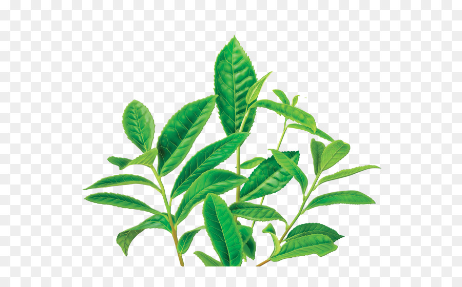 Folhas Verdes，Natureza PNG