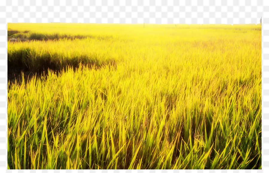 Campo De Arroz，Campo PNG