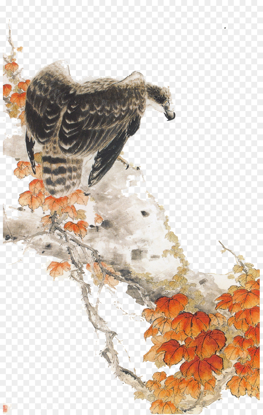 Falcão，Aves PNG