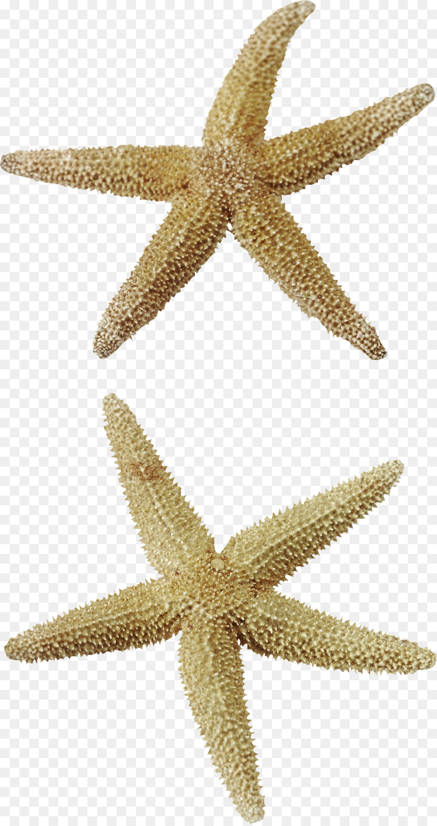 Estrela Do Mar，Marinha PNG