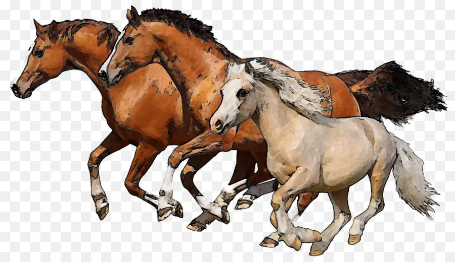 Cavalos，Equino PNG