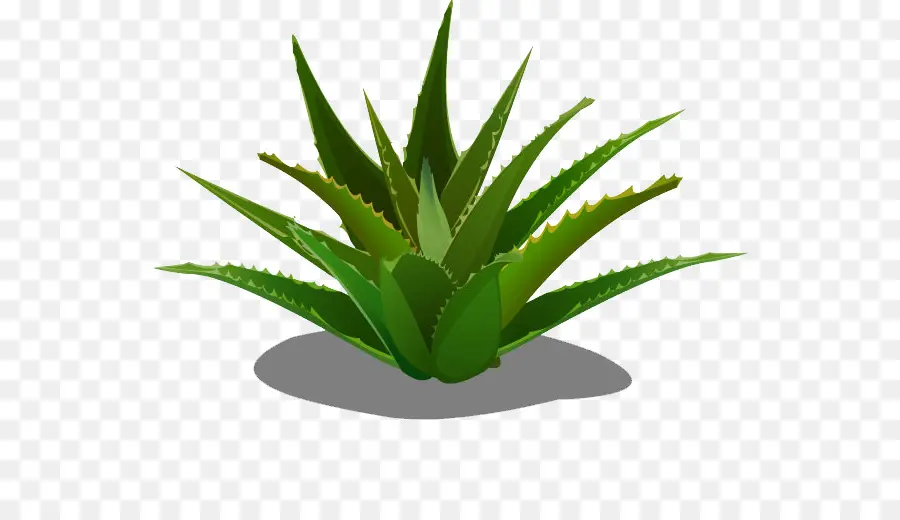 Aloe Vera，Forever Living Products PNG