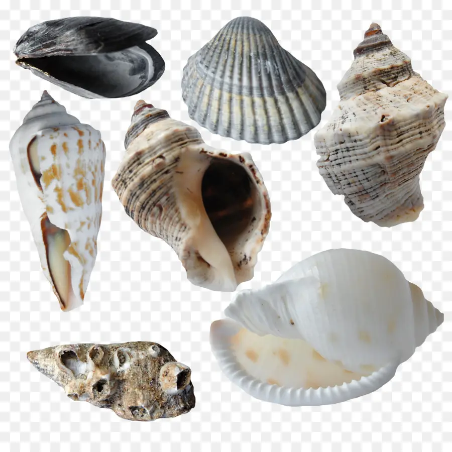 Berbigão，Seashell PNG