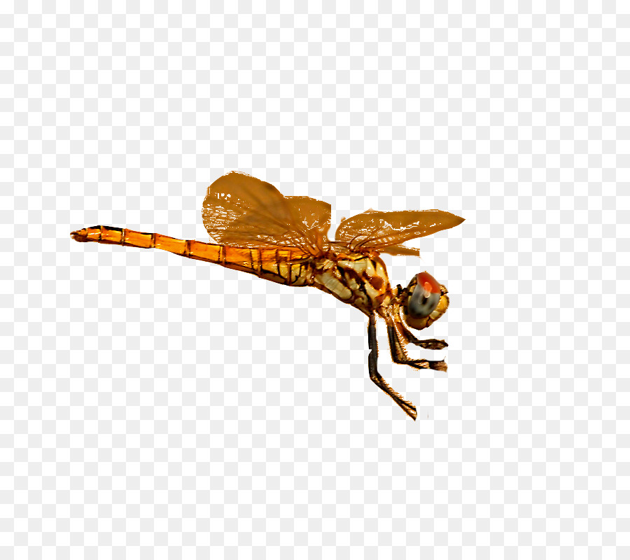 Libélula，Pterygota PNG