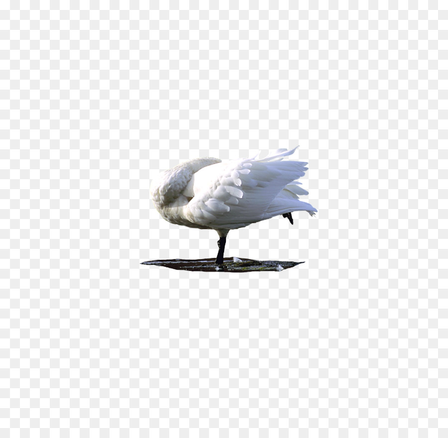 Cygnini，Aves PNG