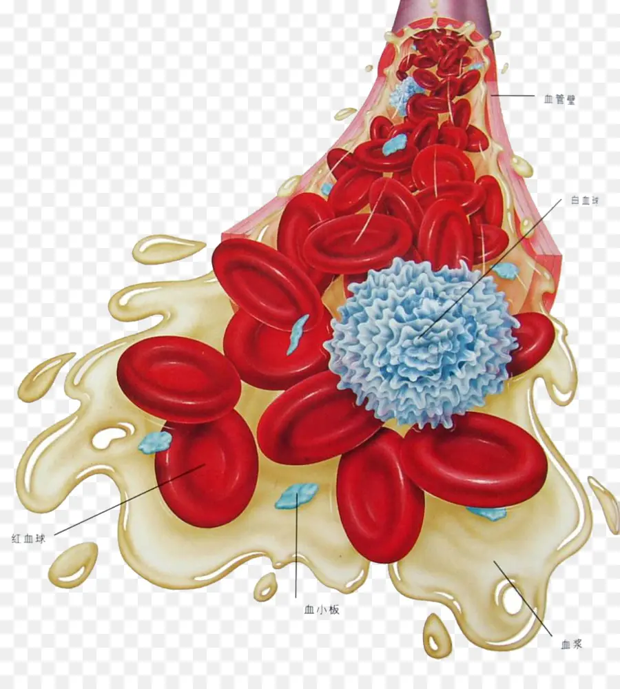 Células Sanguíneas，Glóbulos Vermelhos PNG