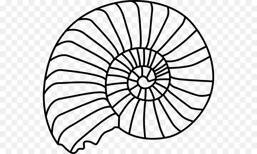 Concha，Espiral PNG