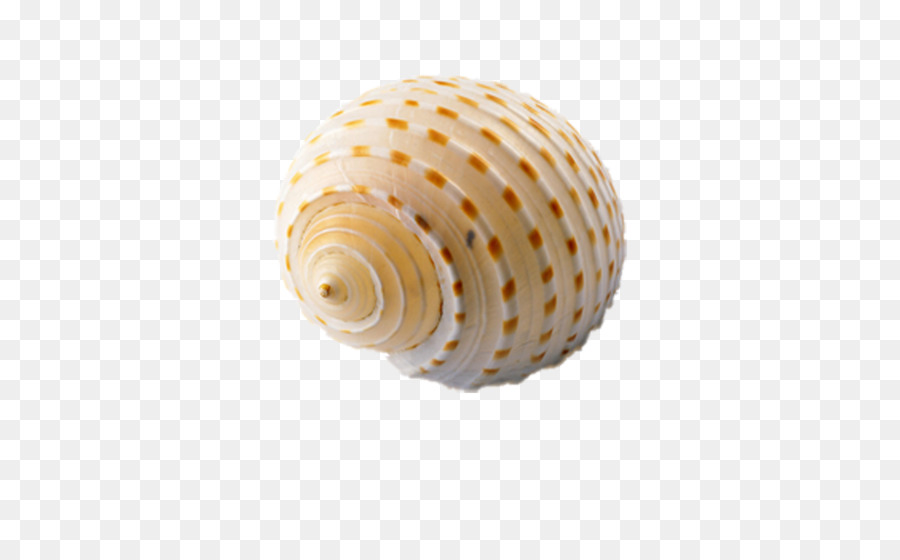 Concha Espiral，Concha PNG