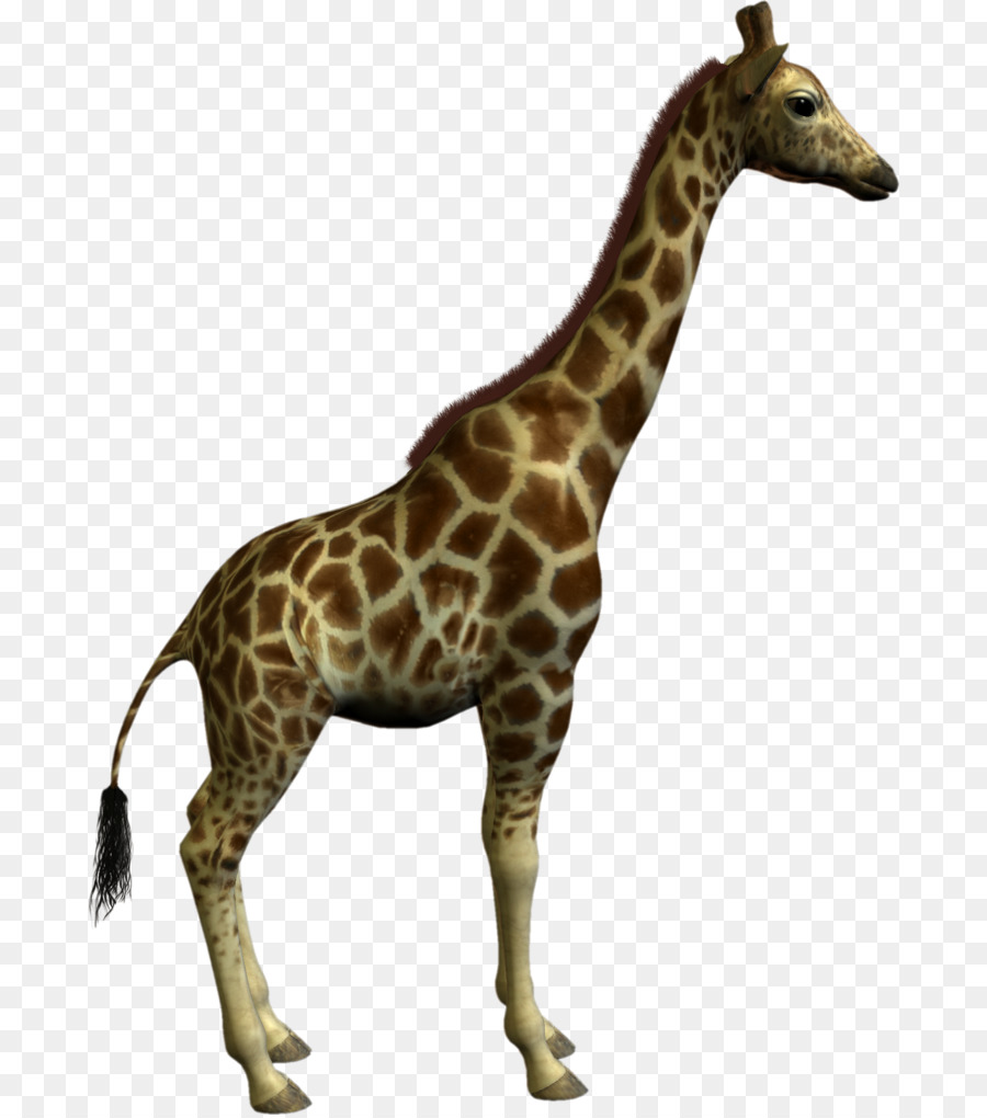 Girafa，Folha De Cálculo PNG