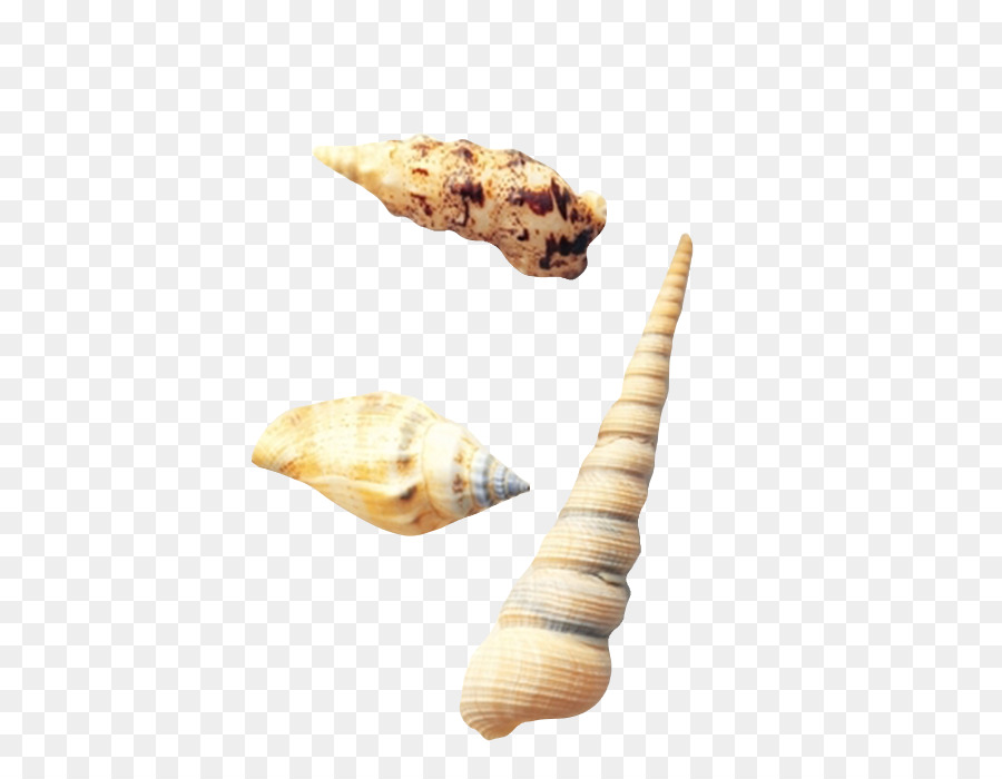 Seashell，Búzio PNG