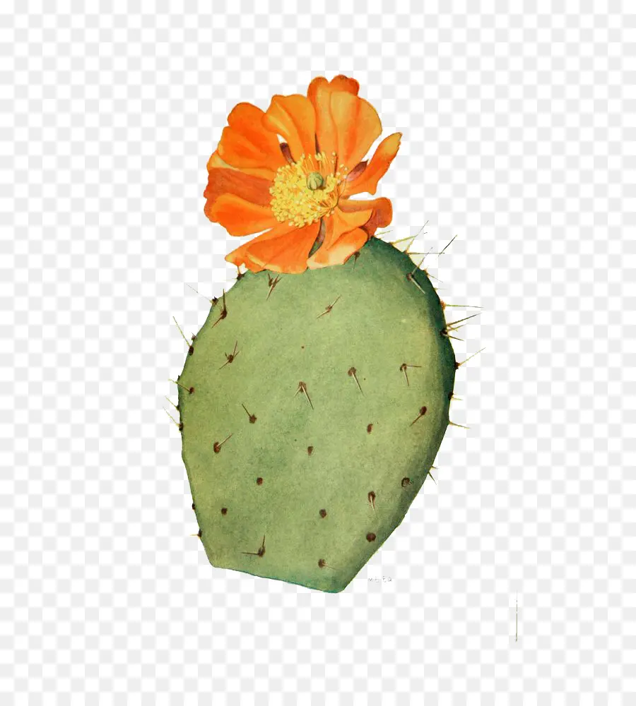 Cactaceae，Desenho PNG