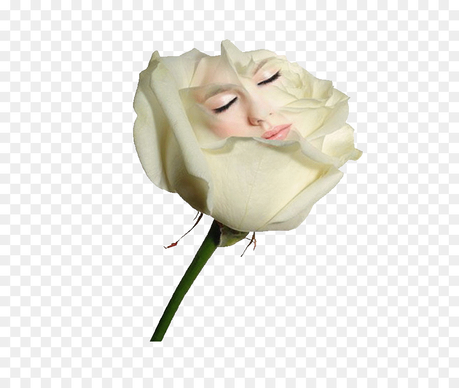 Rosa，Branco PNG