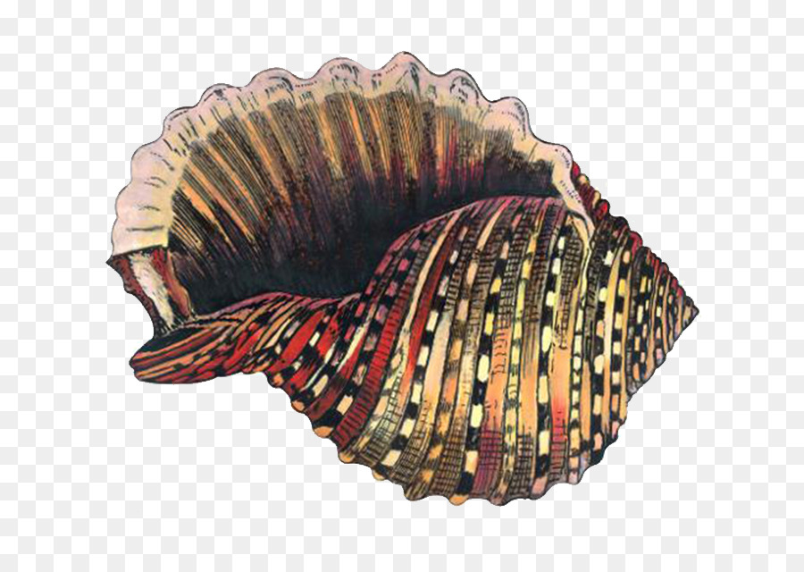 Berbigão，O Caracol Marinho PNG