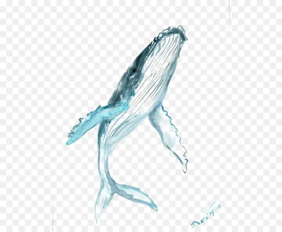 Baleia Jubarte，Baleia PNG